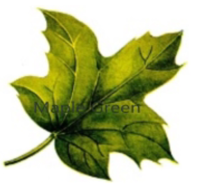 Maple Green Digital Technologies Limited