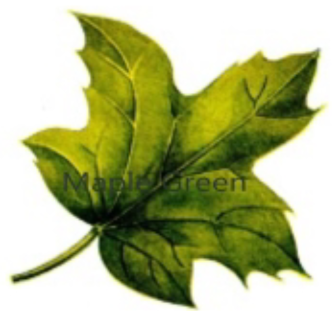 Maple Green Digital Technologies Limited